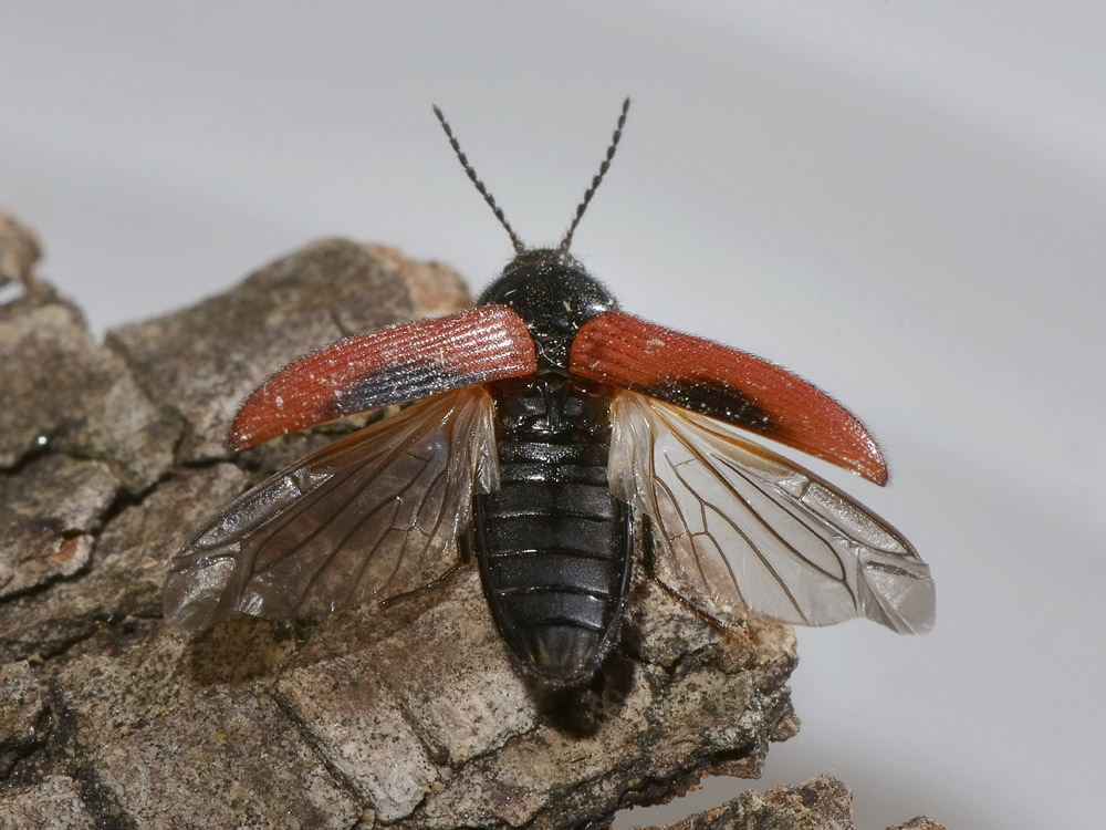 Ampedus cf. sanguinolentus